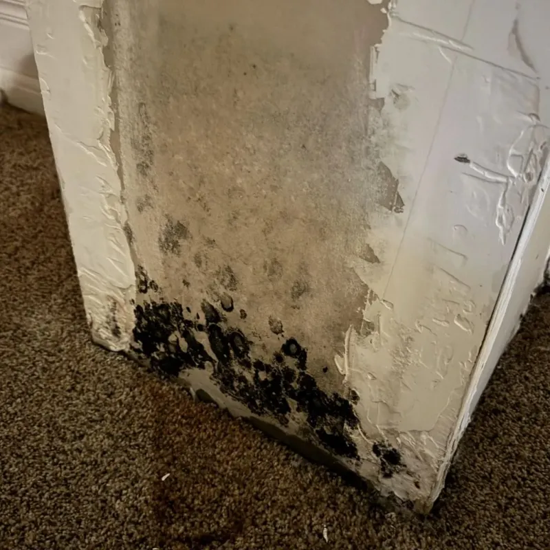 Professional Mold Removal in Sharp County, AR